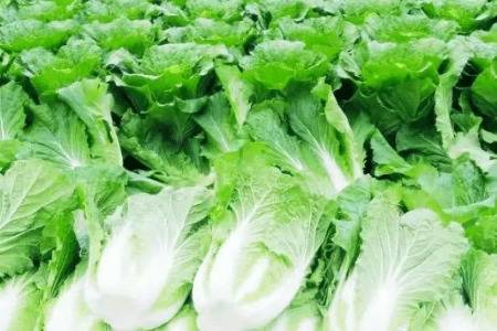 霜降后白菜还能不能生长_蔬菜种植