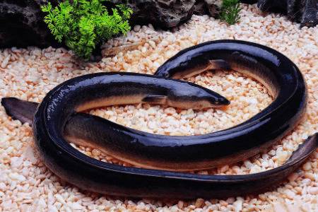 鳗鱼与鳝鱼有什么区别_养鱼