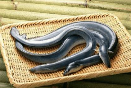 鳗鱼是性寒食物吗?_养鱼