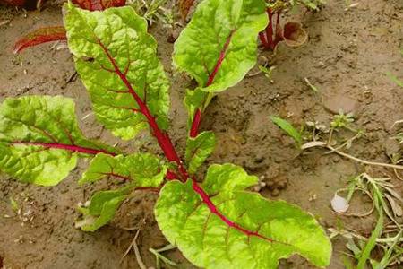 甜菜种植时间和种植方法_蔬菜种植