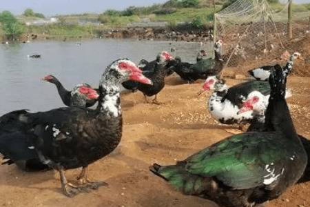 番鸭会不会游泳_养鸭