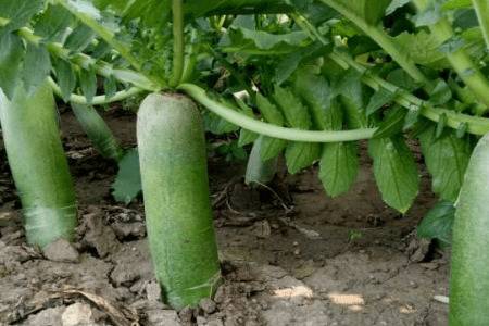 潍坊萝卜怎么种植_蔬菜种植