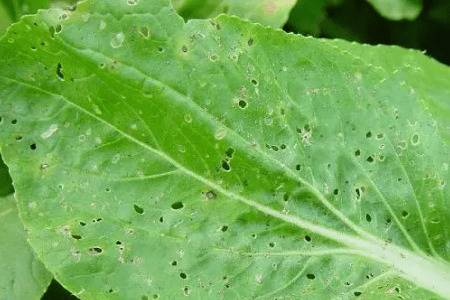 白菜上有跳蚤虫怎么防治_蔬菜种植
