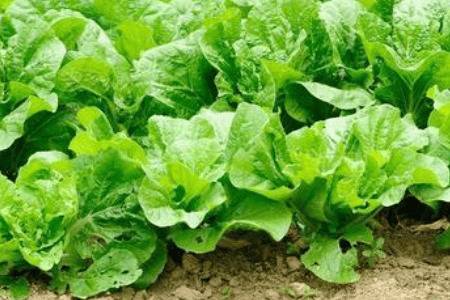 夏季大白菜怎么种植_蔬菜种植