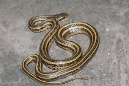 安徽土斑蛇的毒性_养蛇