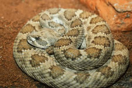 蛇的冬眠方式_养蛇