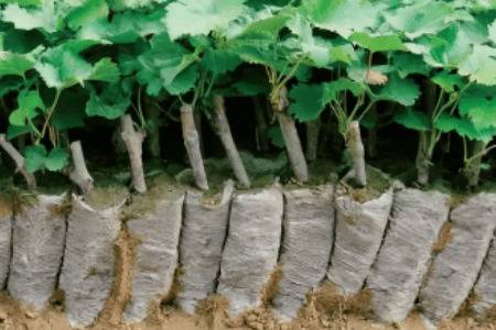 葡萄扦插和压条的方法_瓜果种植