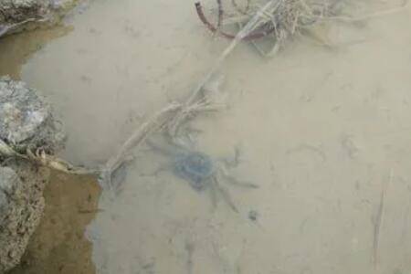 蟹塘水白浑什么原因_养蟹