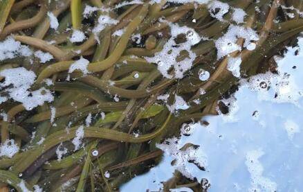 养泥鳅能不能喂米饭_养殖问答