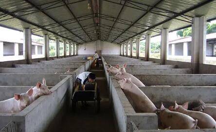 猪场选址与猪舍布局要求_养猪