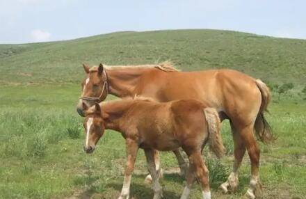 马的繁殖特点_养驴