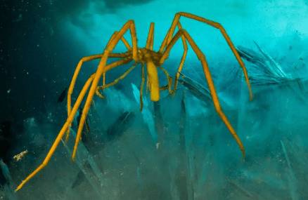 海蜘蛛是不是昆虫_养殖问答