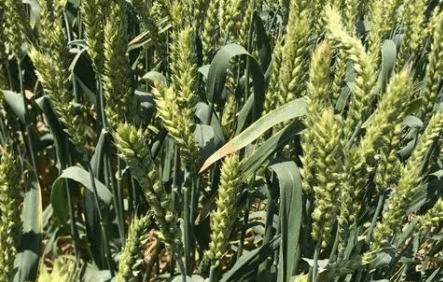 河大518小麦品种的特点_种植问答