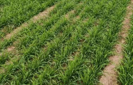 运旱115小麦品种的特点说明_种植问答