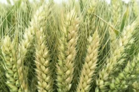 小麦喜欢哪些肥料_种植问答