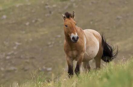 马的六大种类,阿拉伯马与河曲马等品种介绍_养驴