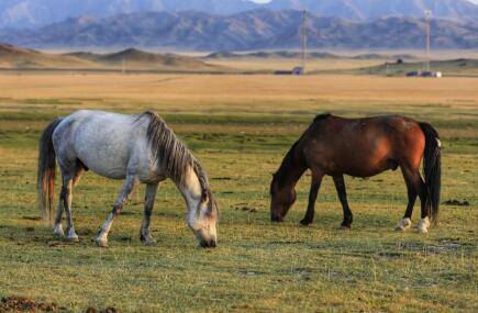 马的六大种类,阿拉伯马与河曲马等品种介绍_养驴