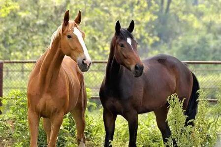 马是怎么繁殖的?_养驴