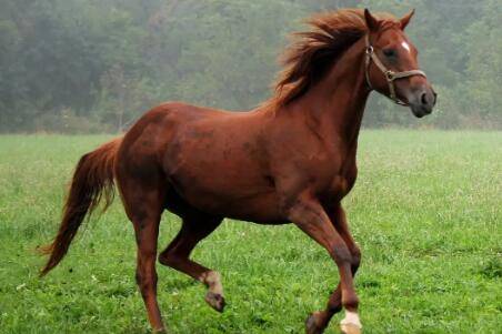 新手养马的饲喂要求_养驴