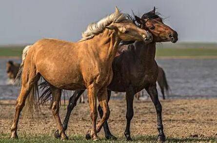 马的繁殖方式及初配年龄_养驴
