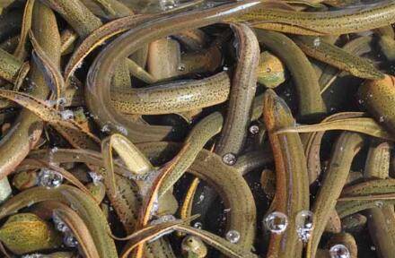 鳝鱼吃什么饲料_养鱼