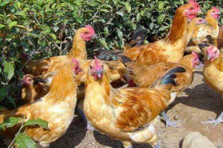 肉鸡采食不快什么原因?_养鸡