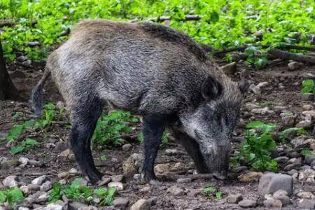 野猪怕不怕蛇_养蛇