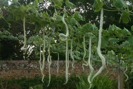 蛇瓜在什么季节种植_蔬菜种植