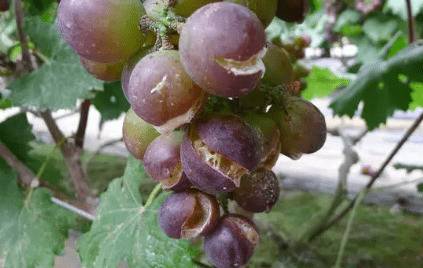 葡萄裂果原因及防治办法_瓜果种植