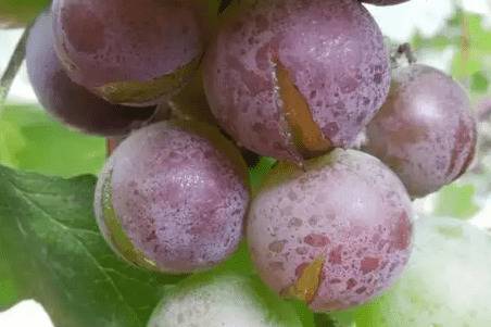 葡萄上色期出现裂果的处理方法_瓜果种植