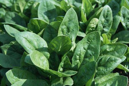 菠菜种子浸泡多长时间才能播种_蔬菜种植