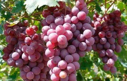 巨玫瑰葡萄怎么保花保果_瓜果种植