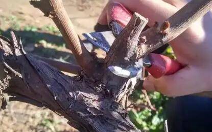 葡萄10月份能剪枝吗?_瓜果种植