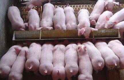 仔猪15天能否断奶_养猪