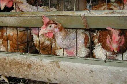 肉鸡掉毛的常见原因,肉鸡掉毛的解决办法_养鸡