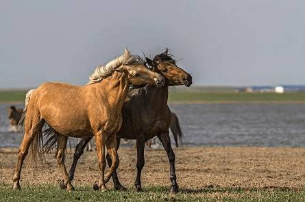 马蹄为什么修剪_养驴
