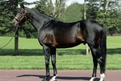 牛和马能不能杂交_养驴