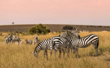 斑马是马还是驴_养驴