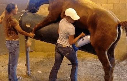 马配种时的自然交配方式_养驴