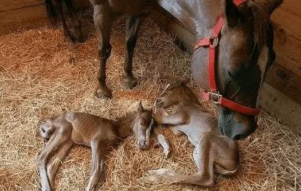 母马生小马的产前表现,怎么提高母马的顺产率_养驴