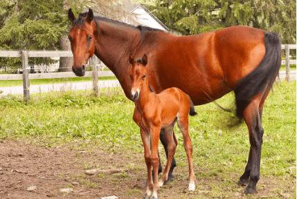 马繁殖后代的方式_养驴