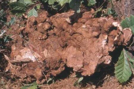 松茯苓怎么种植_药材种植