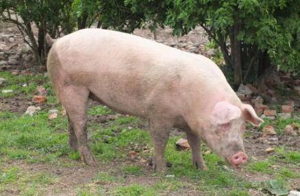 牧草喂猪的配方说明_养猪