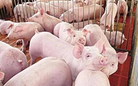 2022年养猪能不能上保险_养猪
