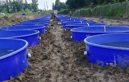 怎么用塑料桶来养泥鳅_养殖问答