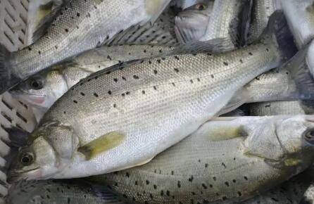 鲈鱼生活在什么水层_养鱼