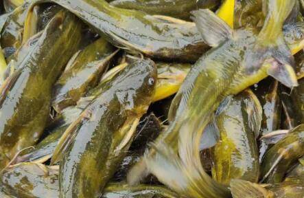 黄颡鱼变黄是怎么回事?_养鱼