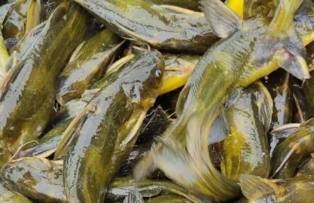 黄颡鱼喂什么长得快_养鱼