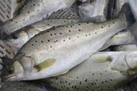 鲈鱼是哪种鱼:海鱼还是淡水鱼_养鱼