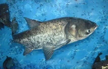 花鲢的生长速度快不快_养鱼